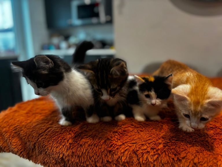 Kittens 