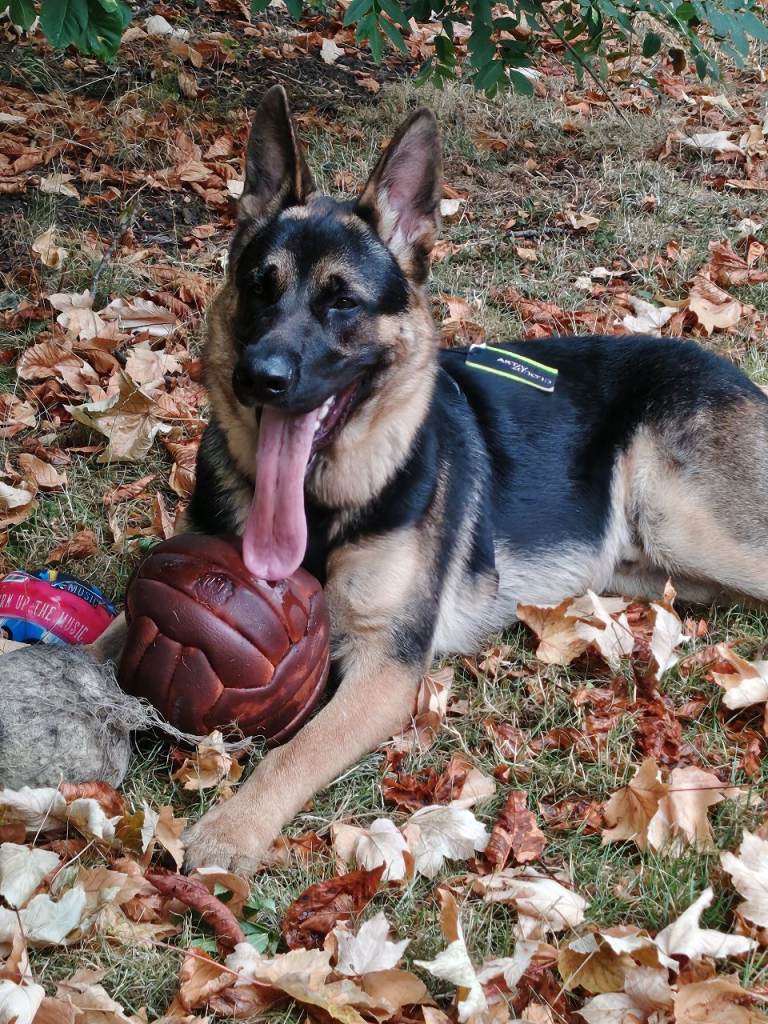 Friendly and Energetic 9-Month-Old Male German Shepherd