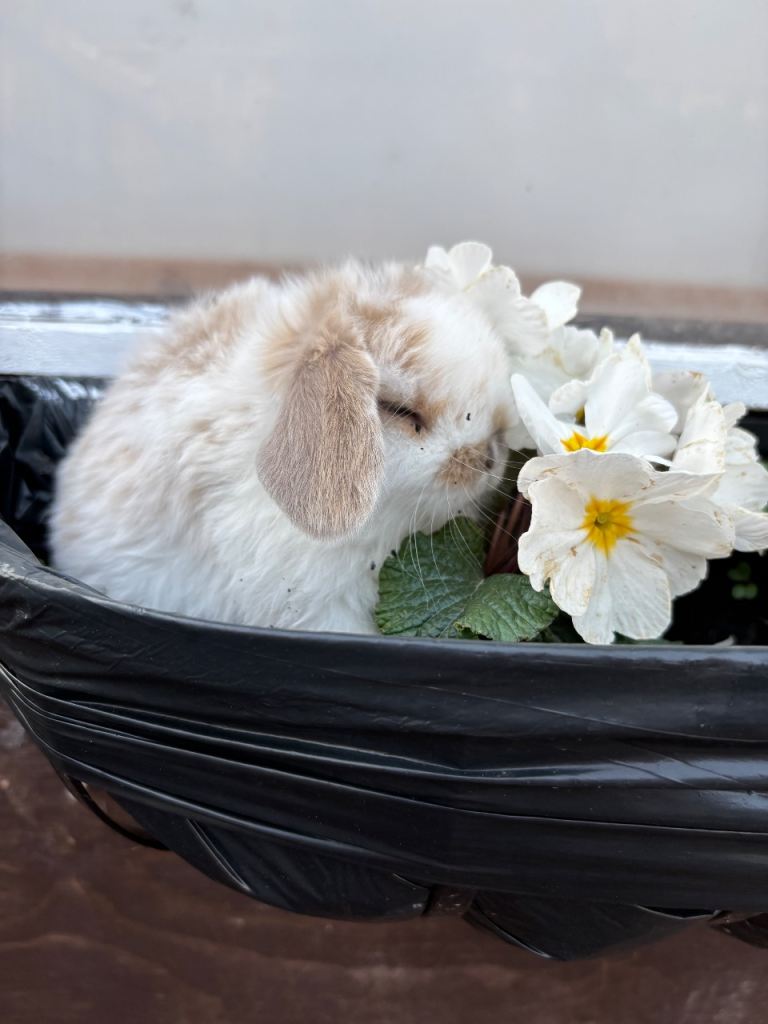 Mini lop bunnies 
