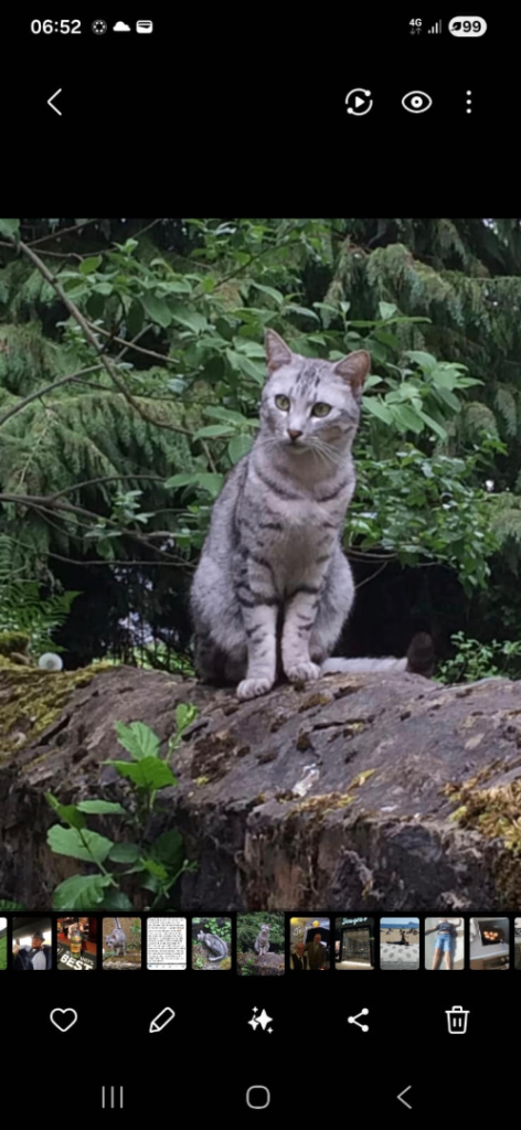 Re homing a cat 