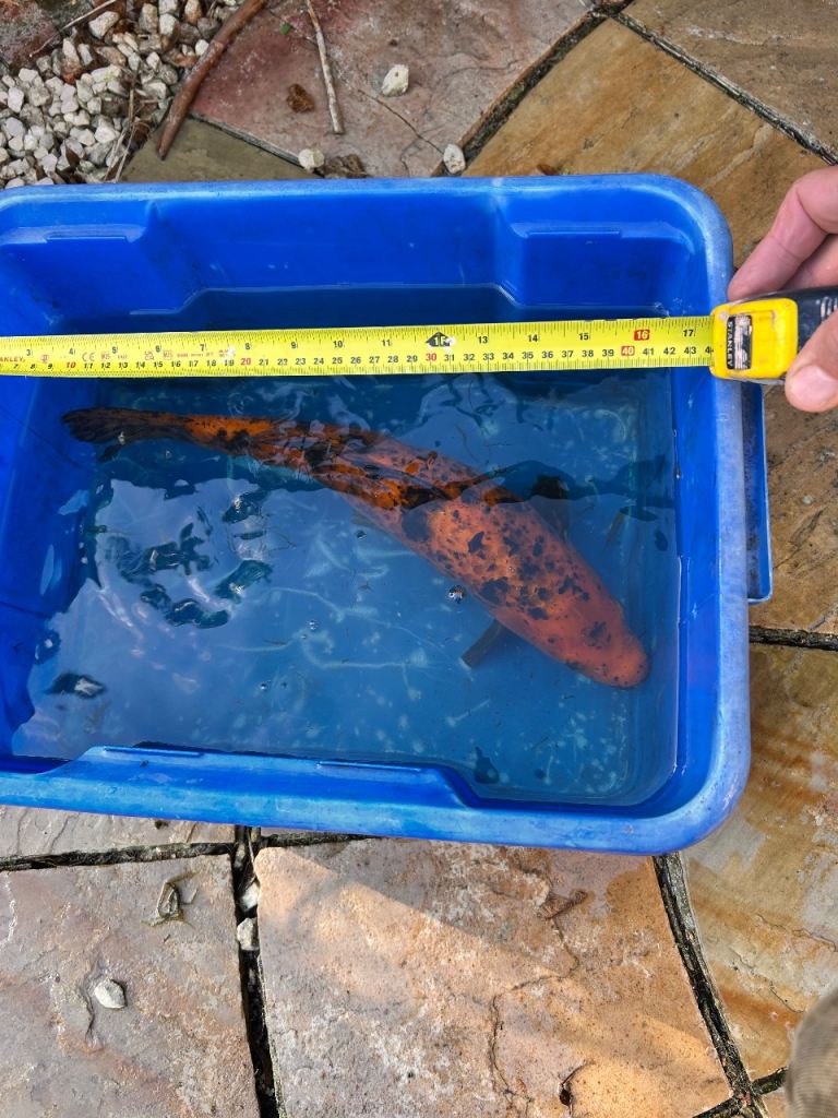 Pond clearance 
