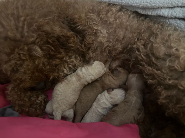 F2 Chunky little cockapoos 