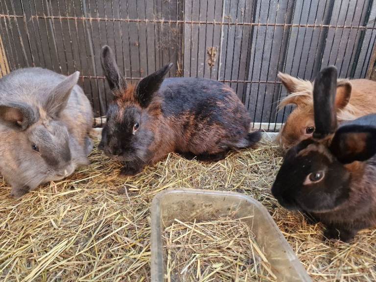 Rabbits