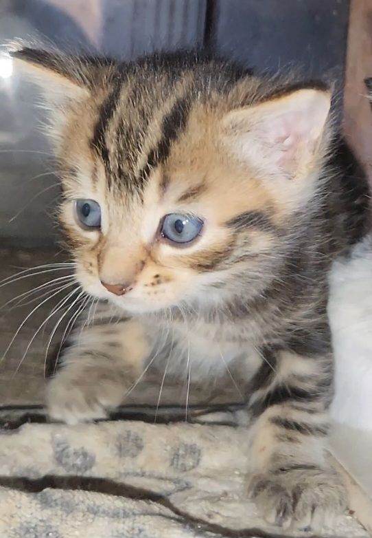 2 female kittens for sale 