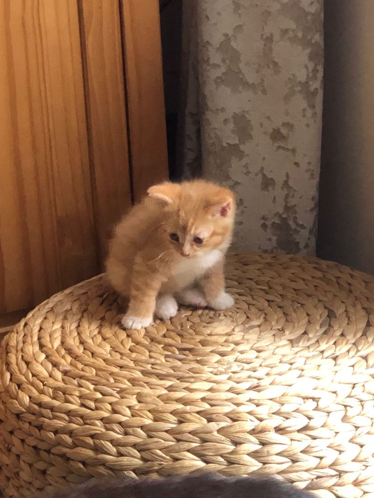 Beautiful kittens 