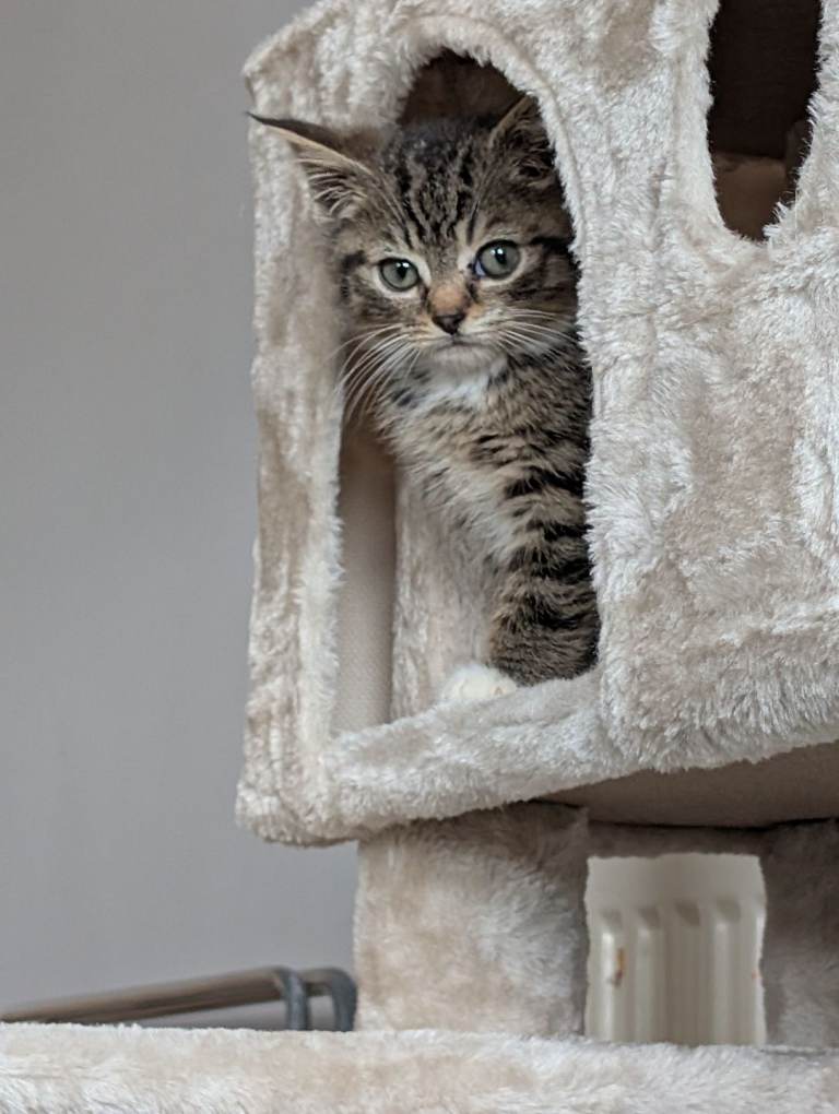 British Short Hair Kitten - Tabby