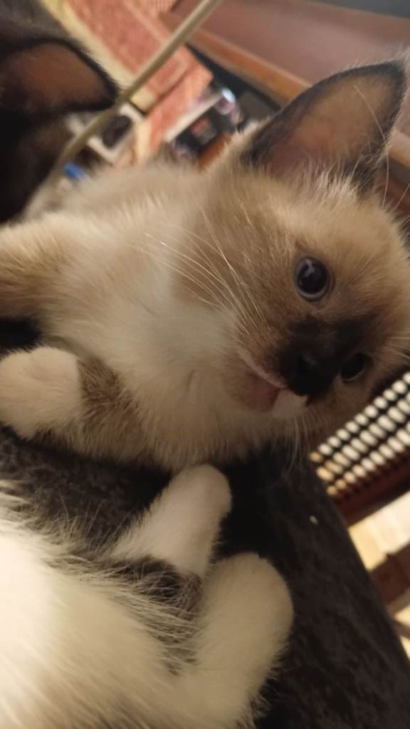 3 wee beautiful kittens for sale 