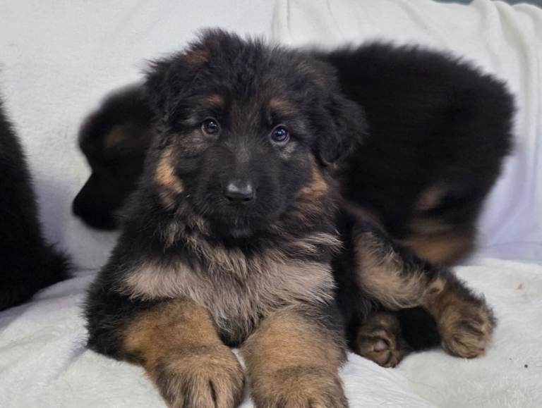 Gorgeous German Shepherd Puppies For Sale