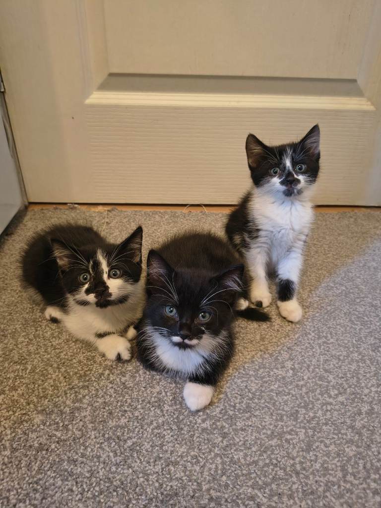 3 cute and beautiful kittens,(2 girls and 1 boy)ready to find a new home