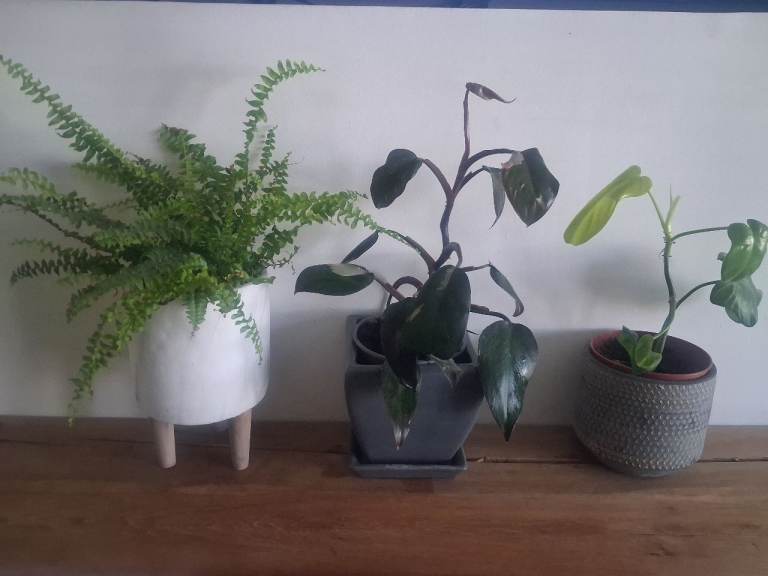 Three indoor house plants bundle 