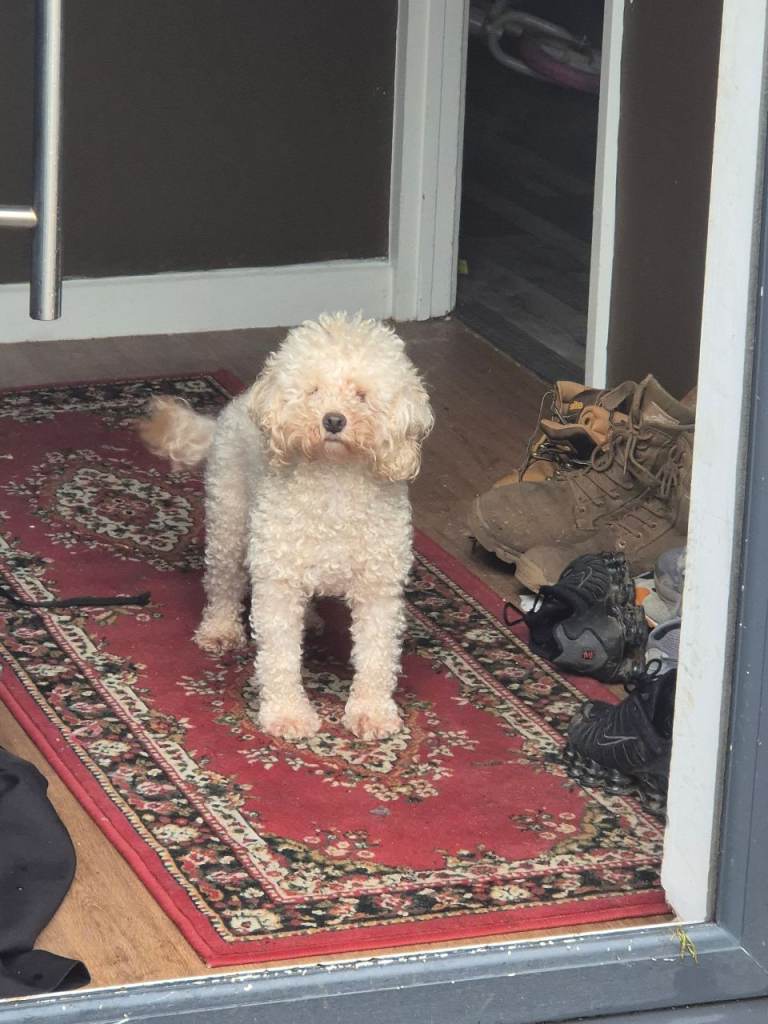 Toy poodle male