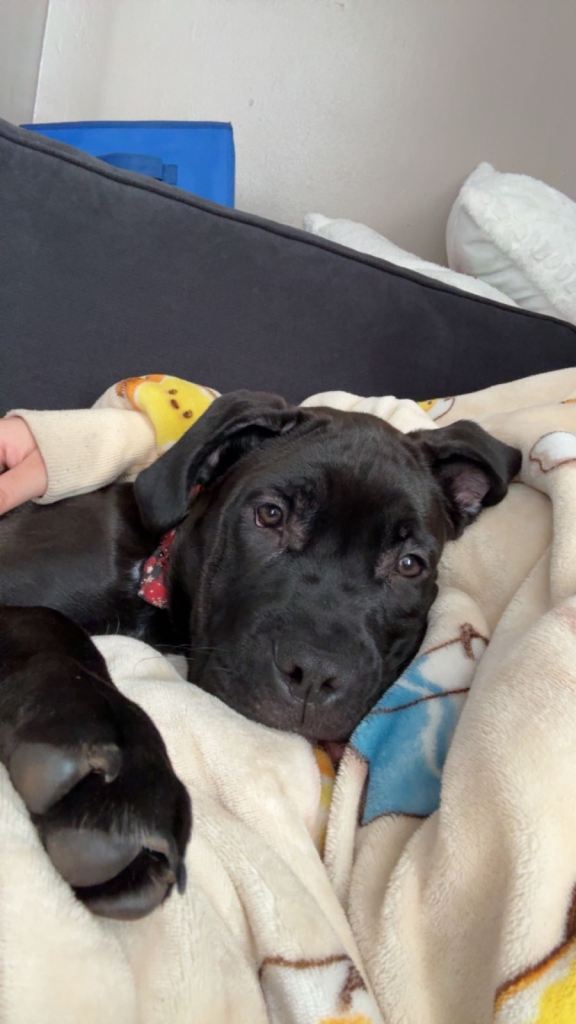 6 month old cane corso puppy- Cali