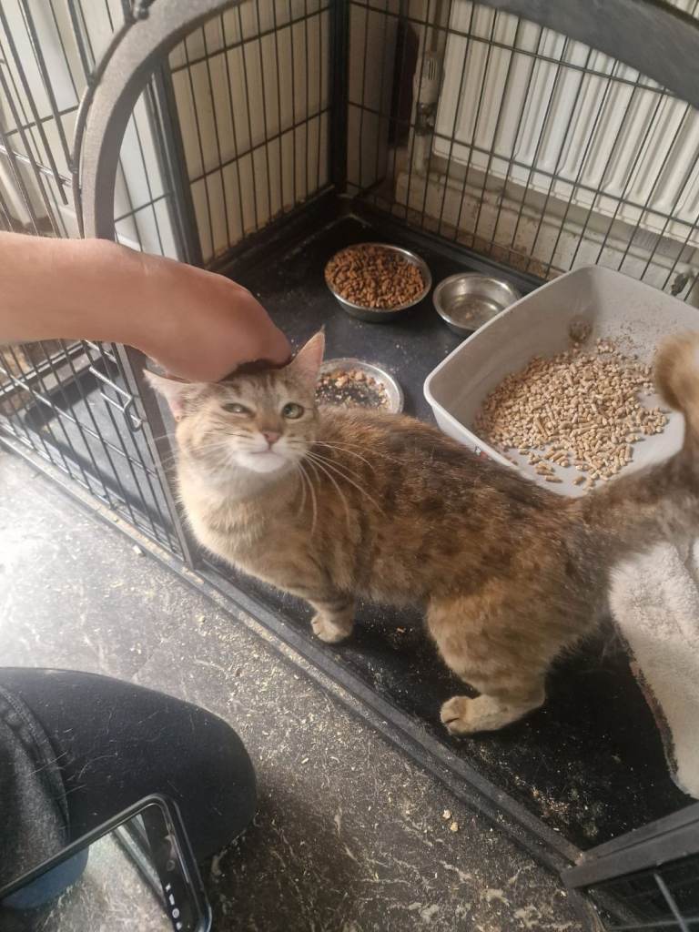 Lovley cat 