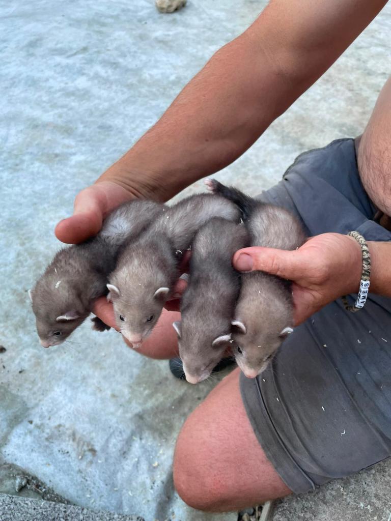 6 ferret Jill’s available 