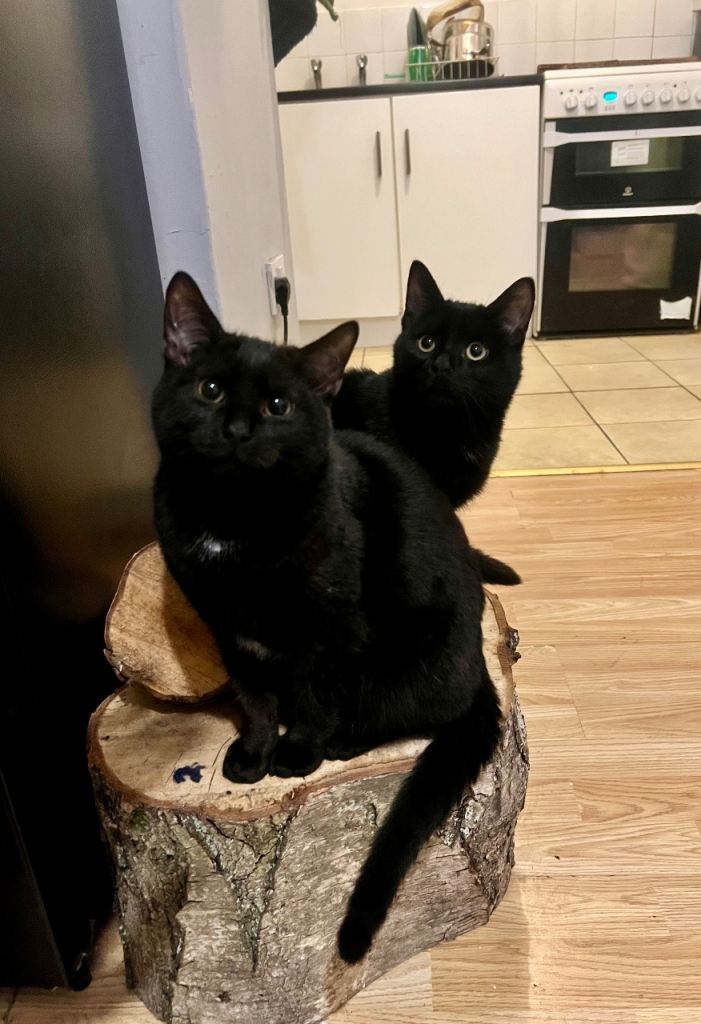 Two black male kittens - 6 months old 