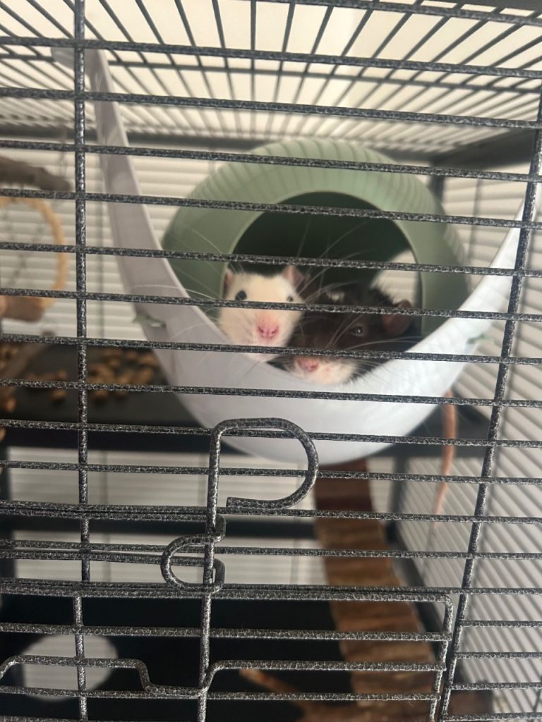 2 male rats 