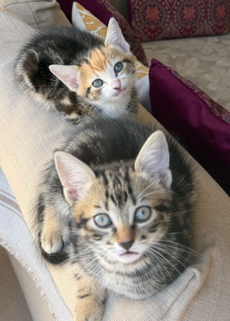 Adorable & Playful Kittens Ready for Loving Homes 