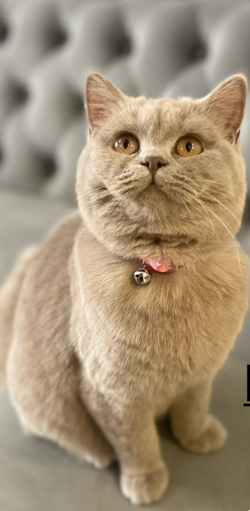 LILAC BSH KITTEN- READY AFTER 12 WEEKS - open to offers- pics of previous litter included 