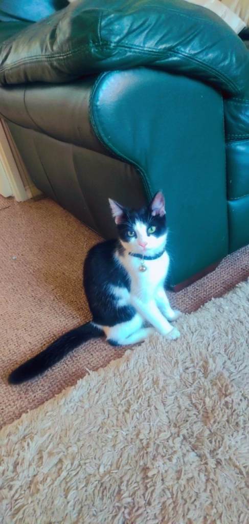 Cat to her new forever home 