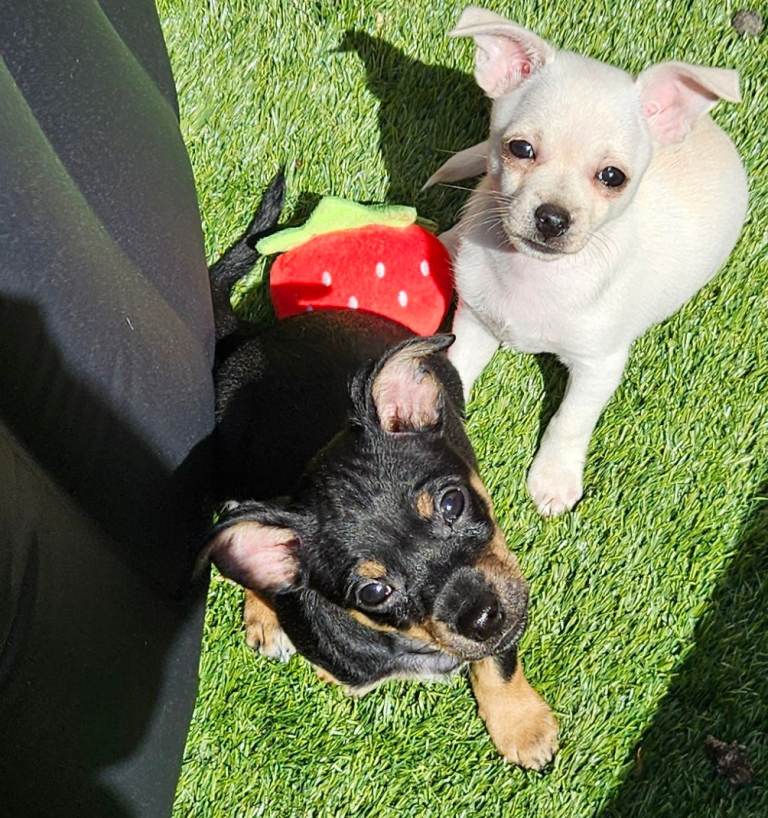 puppies 