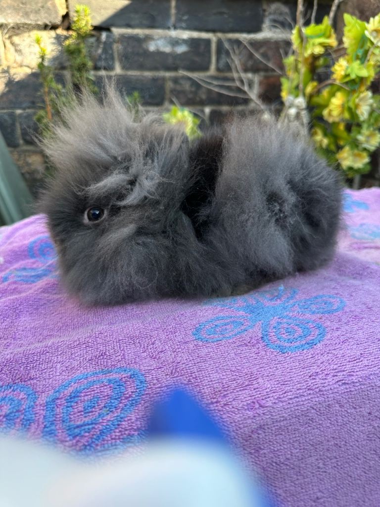 Lionhead Rabbits 