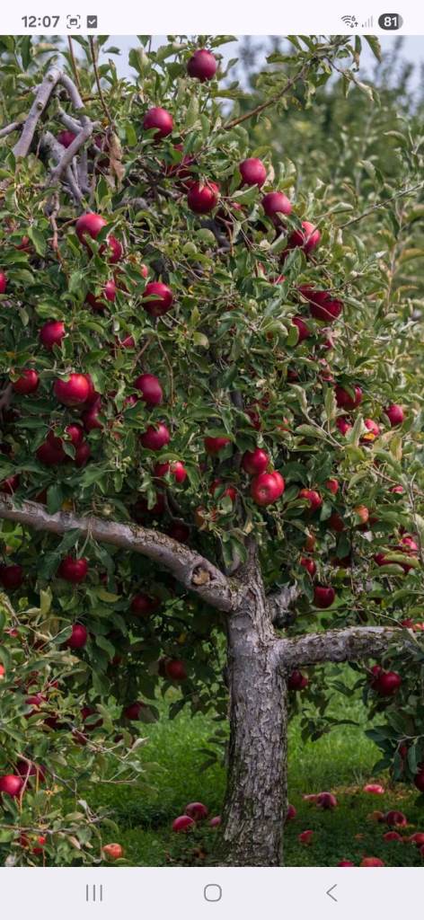 Established  fruit tree 