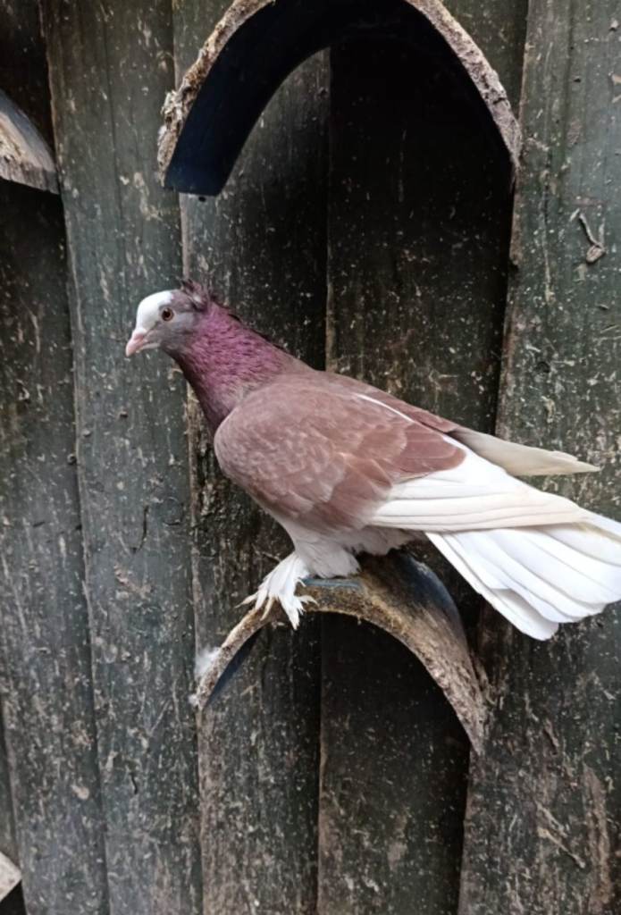 Fancy Pigeons