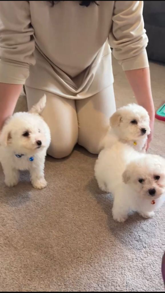 Bichon frise puppies