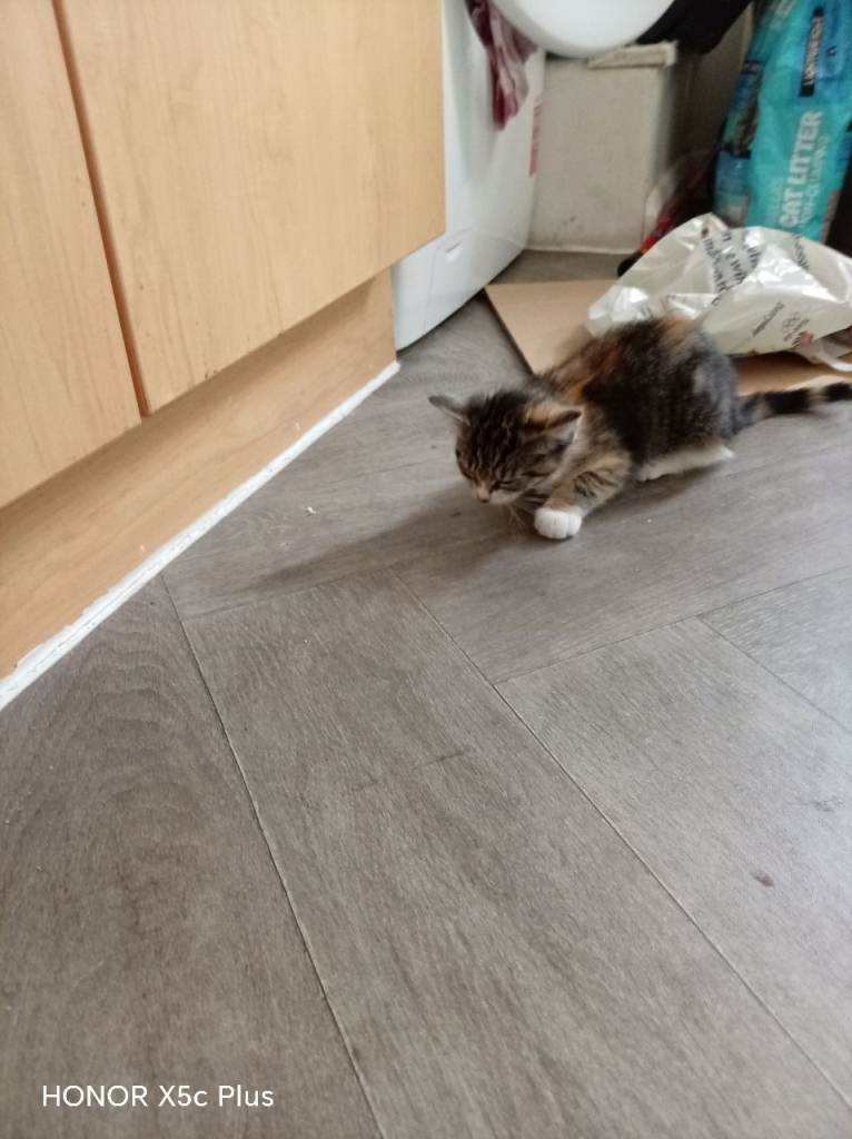 Kittens
