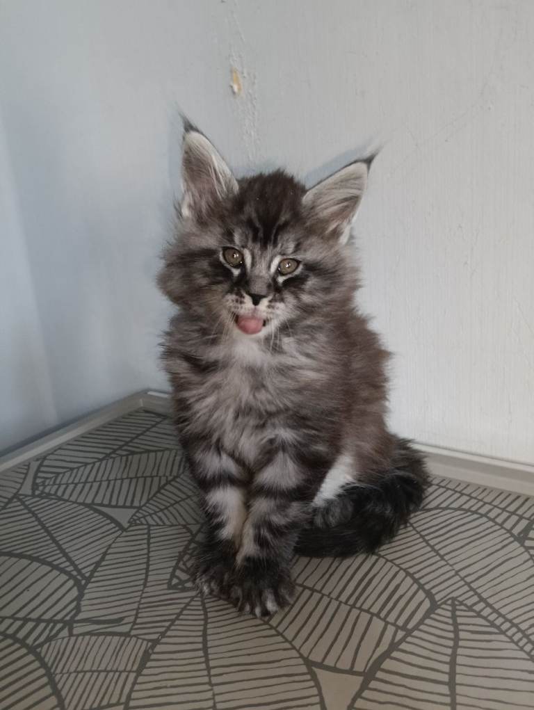2 MAINECOON KITTENS LEFT