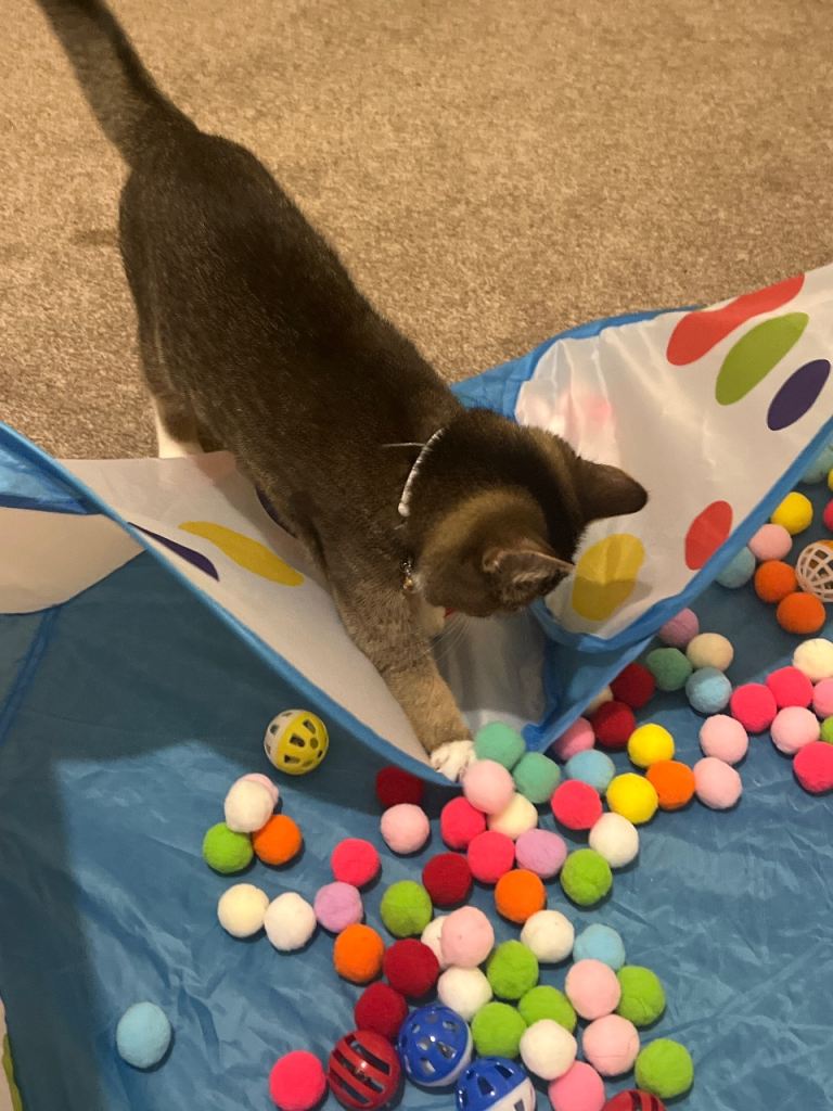Boy kitten with free cat house and scratcher