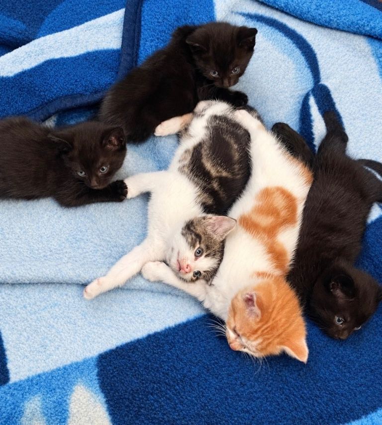 5 Adorable Kittens – Black, Silver Tabby & White/Ginger 🐾