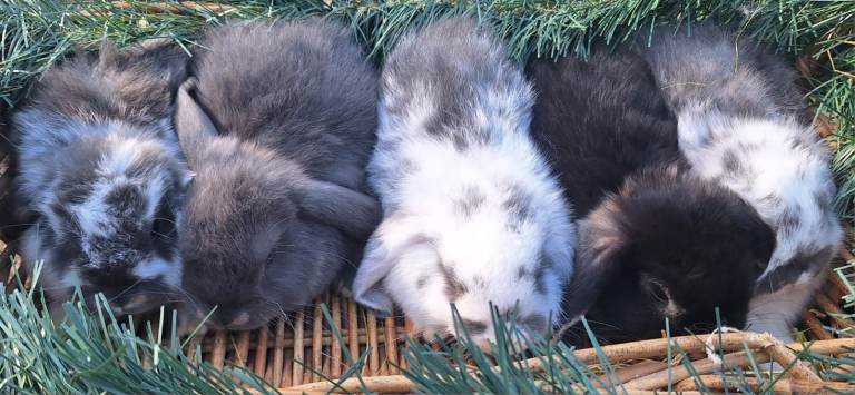 Dwarf Lop Pet Rabbits