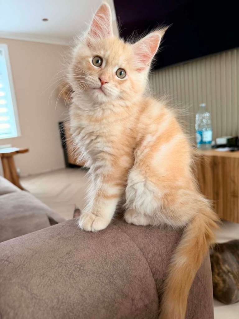 Maincoon for sale 