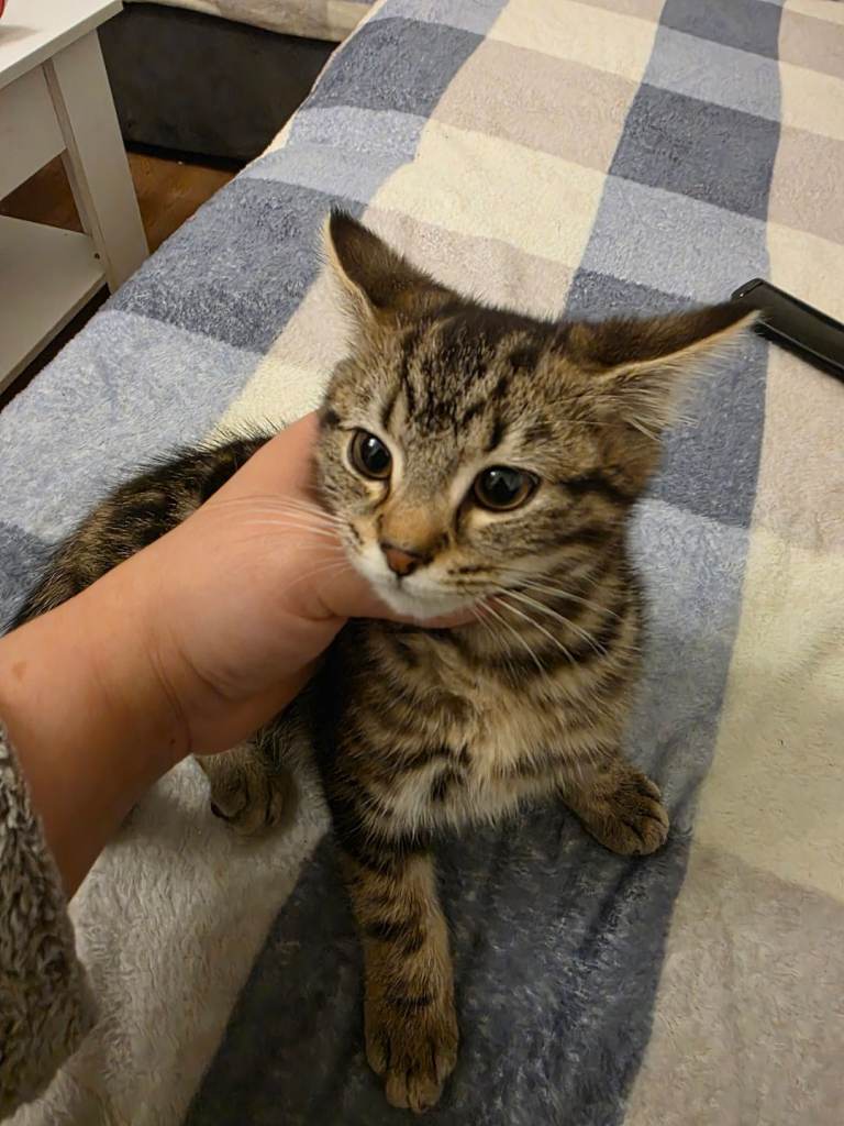 Female kitten born on the 2nd october 2025