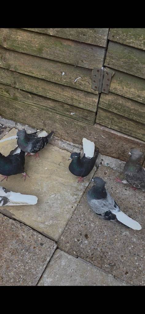 Iranian pigeons 3 cocks 3 hens for sale Birmingham 