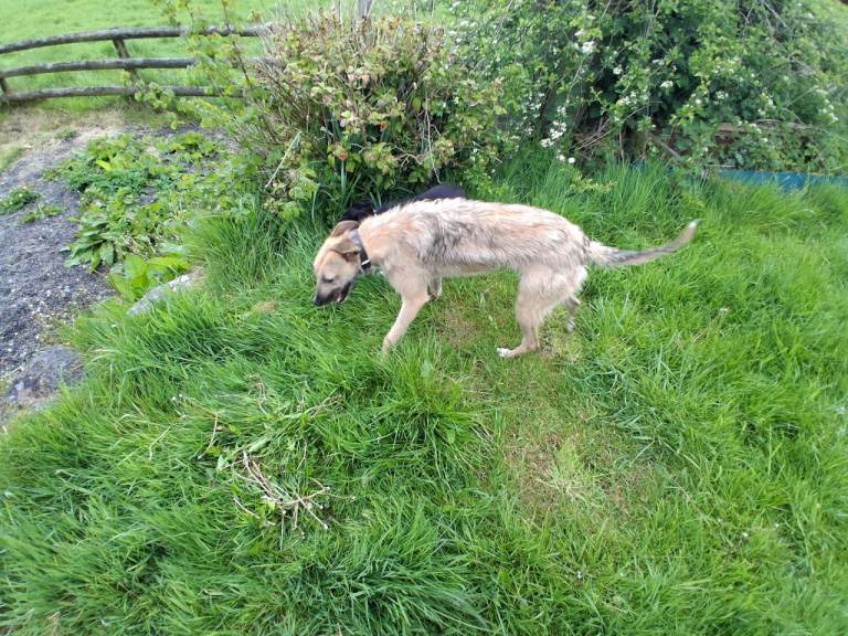 Deerhound x bull