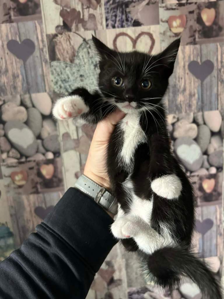 Exceptional kittens for sale 