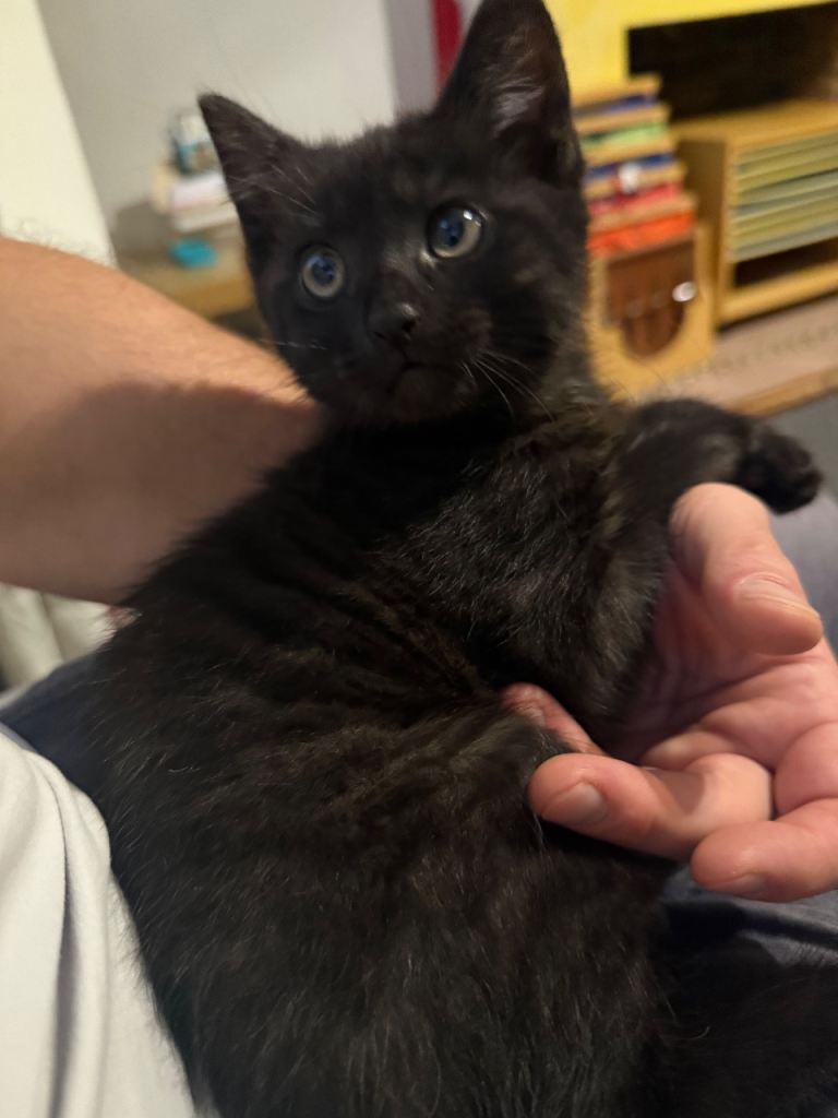 One more girl left. Beautiful fluffy black Domestic Medium/Longhair kittens.