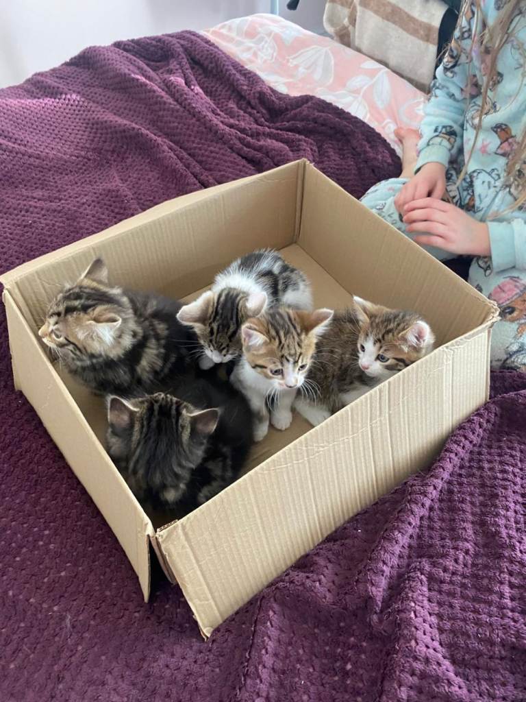 Tabby & White kittens 