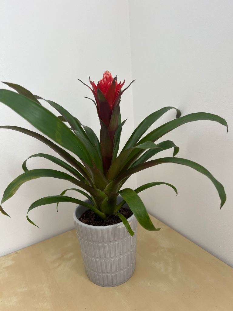 Beautiful house plant