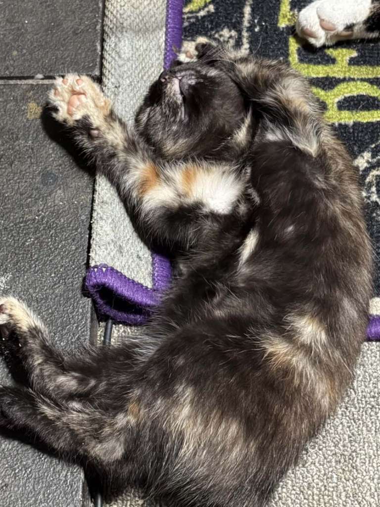 Kittens for sale