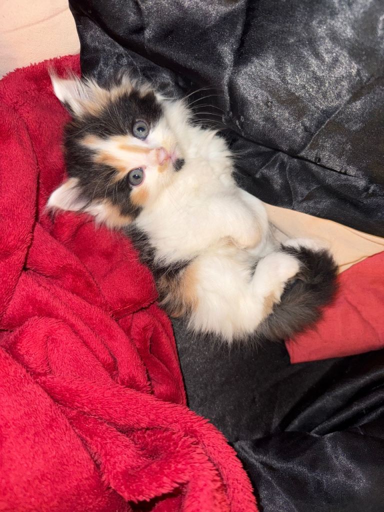 4 Gorgeous Kittens looking for homes!!