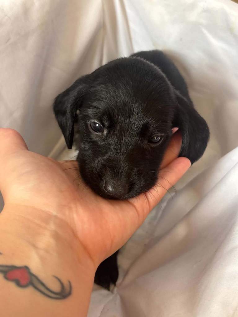 Cocker spaniel puppies 