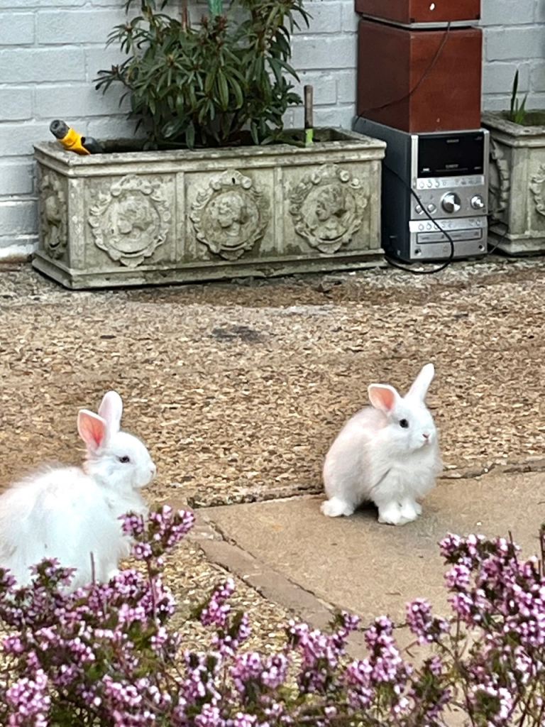 Lion head baby  rabbits 