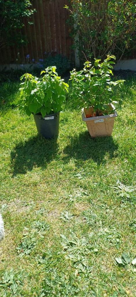 🌿🌰6y HAZELNUT BUSH🙏🏻REDUCED EACH