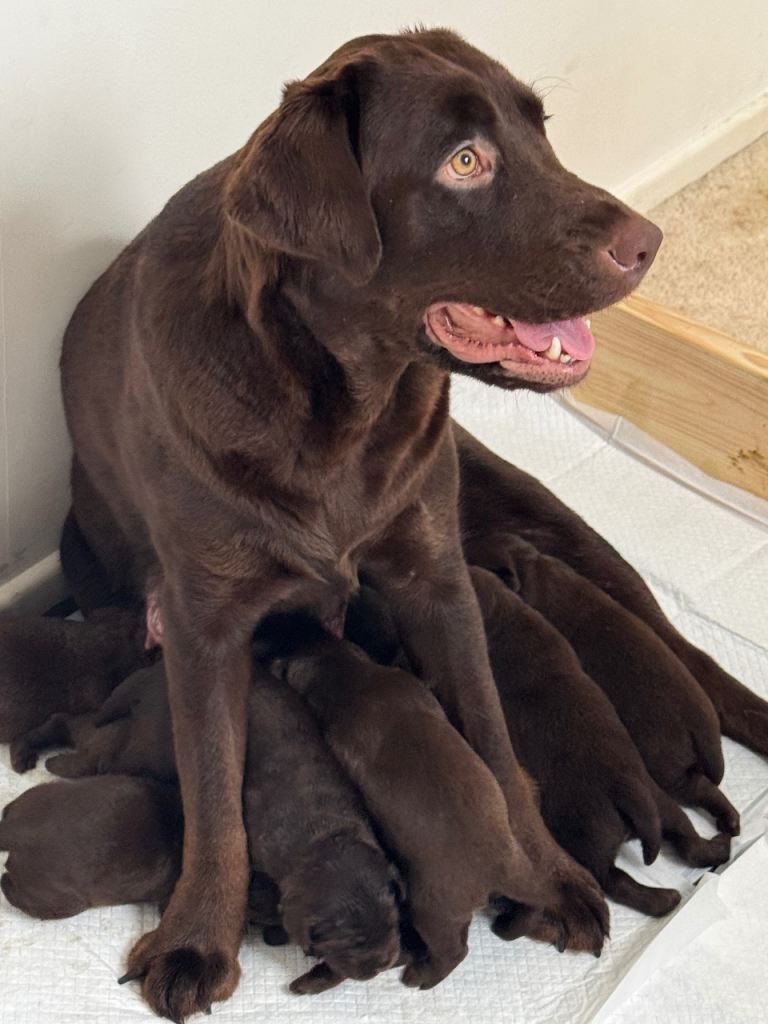 Chocolate labradors 