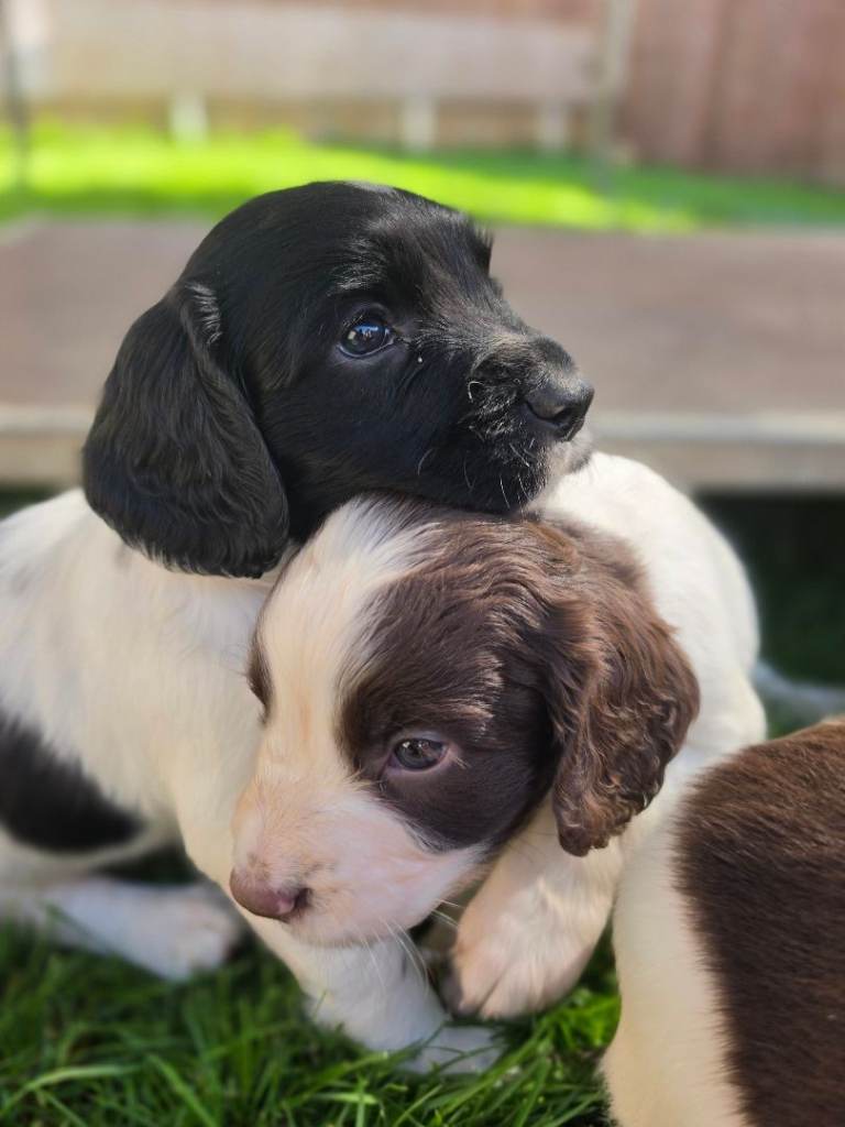 English springer spaniel puppies 🐶 