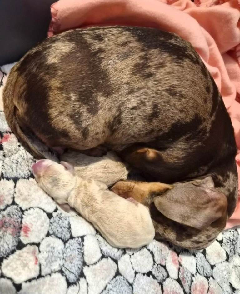 Beautiful cream miniture dachshunds 