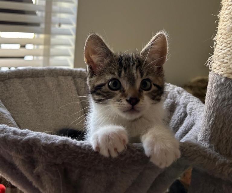 Two kittens for sale 